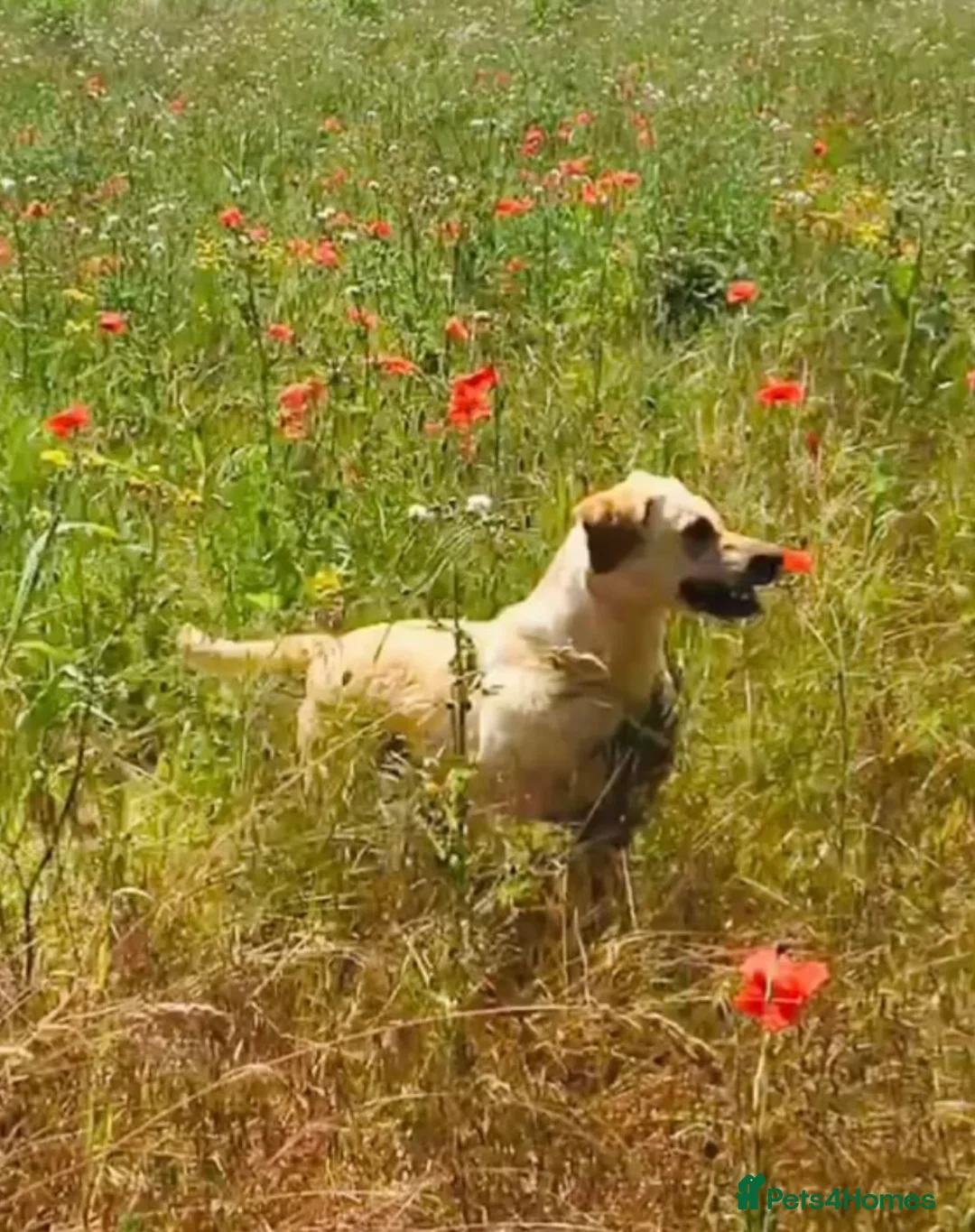 Labrador Retriever dogs for sale: KC registered Labrador Retriever puppies  - Advert 18