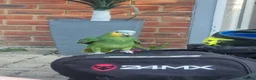 Parrots birds for sale: Female Amazon Parrot in Havant - Advert 1