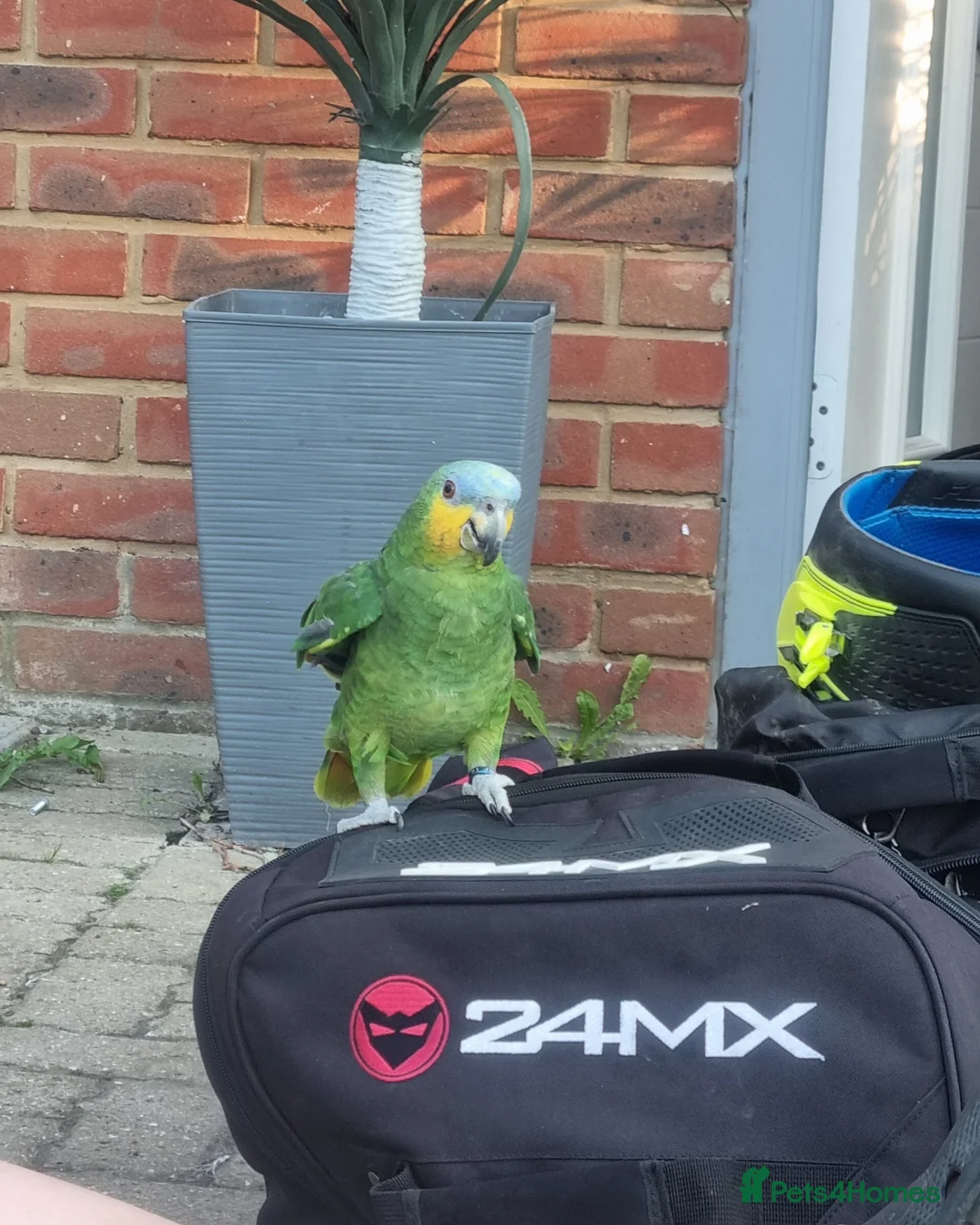 Parrots birds for sale: Female Amazon Parrot in Havant - Advert 1