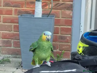 Parrots birds Female Amazon Parrot - Advert 1