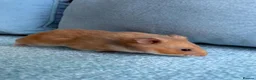 Hamster rodents for sale: Cage and Cinnamon female syrian hamster  - Advert 3