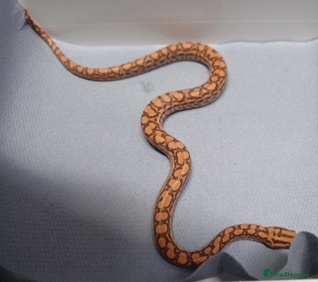 Boa Snake reptiles for sale: Brazilian Rainbow Boa T+Albino  - Image 3
