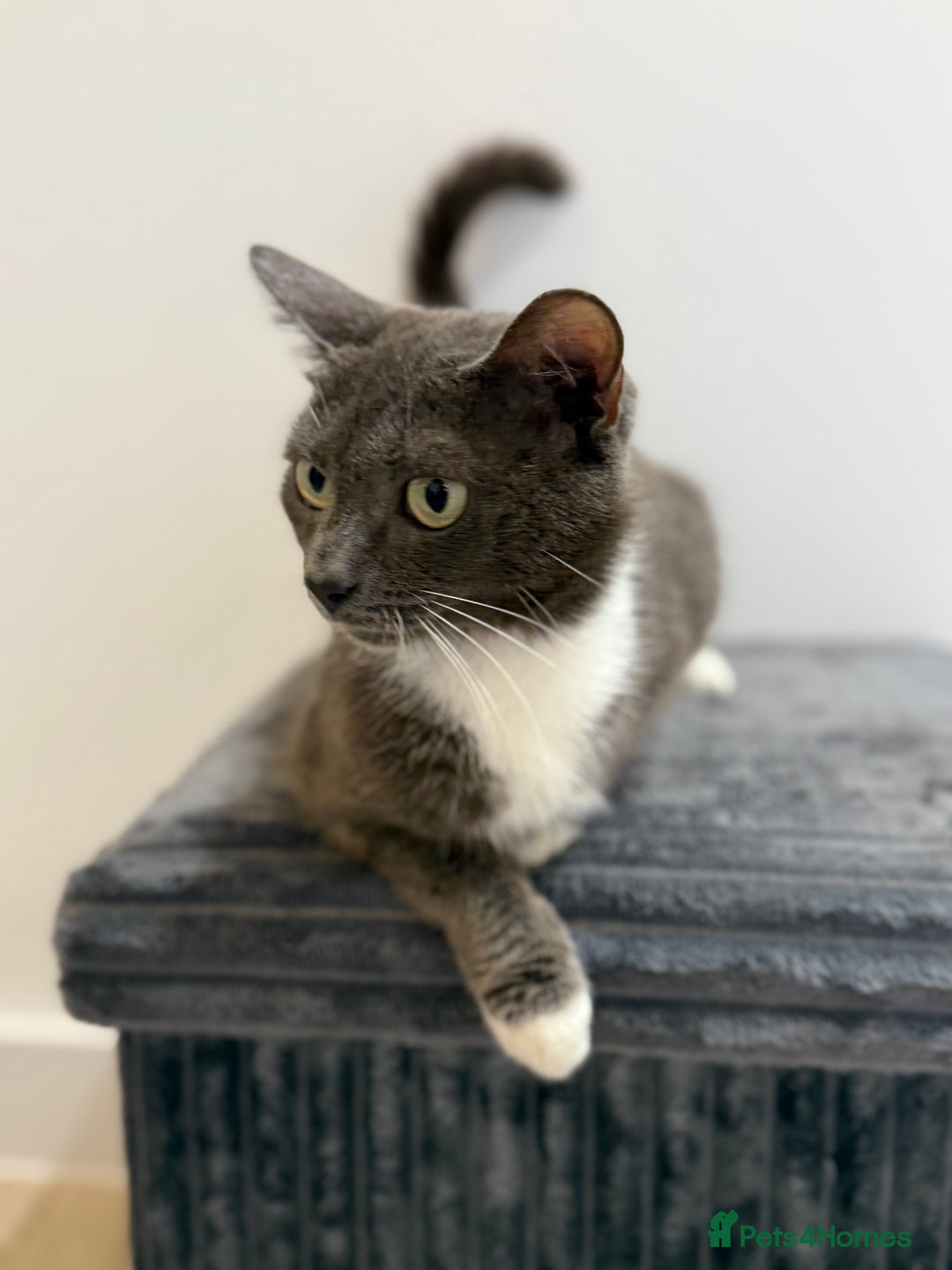 Russian Blue cats for sale: Russian blue x biocolor kittens 3 left  - Image 3