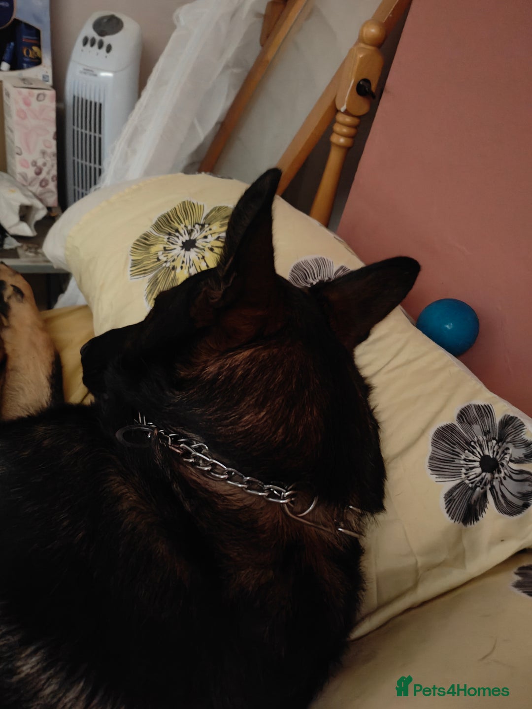 Belgian Shepherd Dog dogs for sale: Lovely energetic 21 month old - Image 5