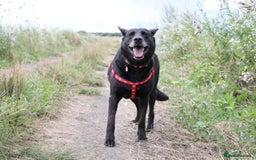 Mixed Breed dogs for adoption: 💖🐶 MARY 🐶💖 - Advert 16