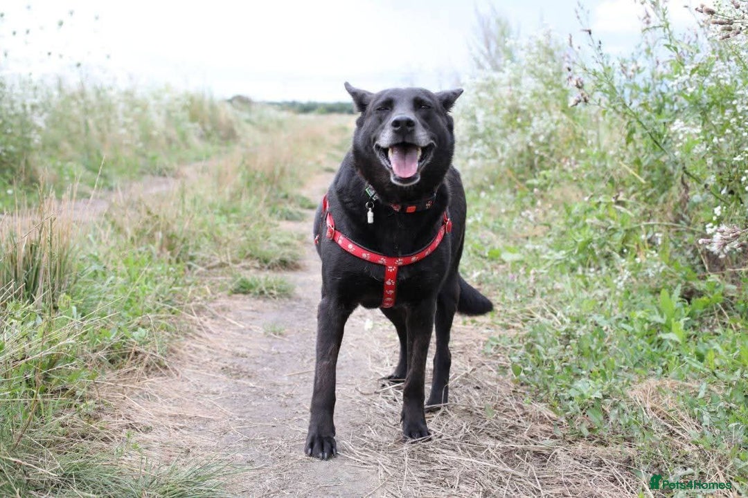 Mixed Breed dogs for adoption: 💖🐶 MARY 🐶💖 - Advert 16