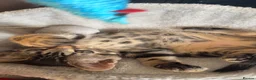 Mixed Breed cats for sale: Female Bengal X Maine Coon - Advert 3