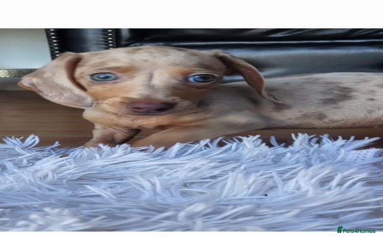 Dachshund dogs - Advert 1