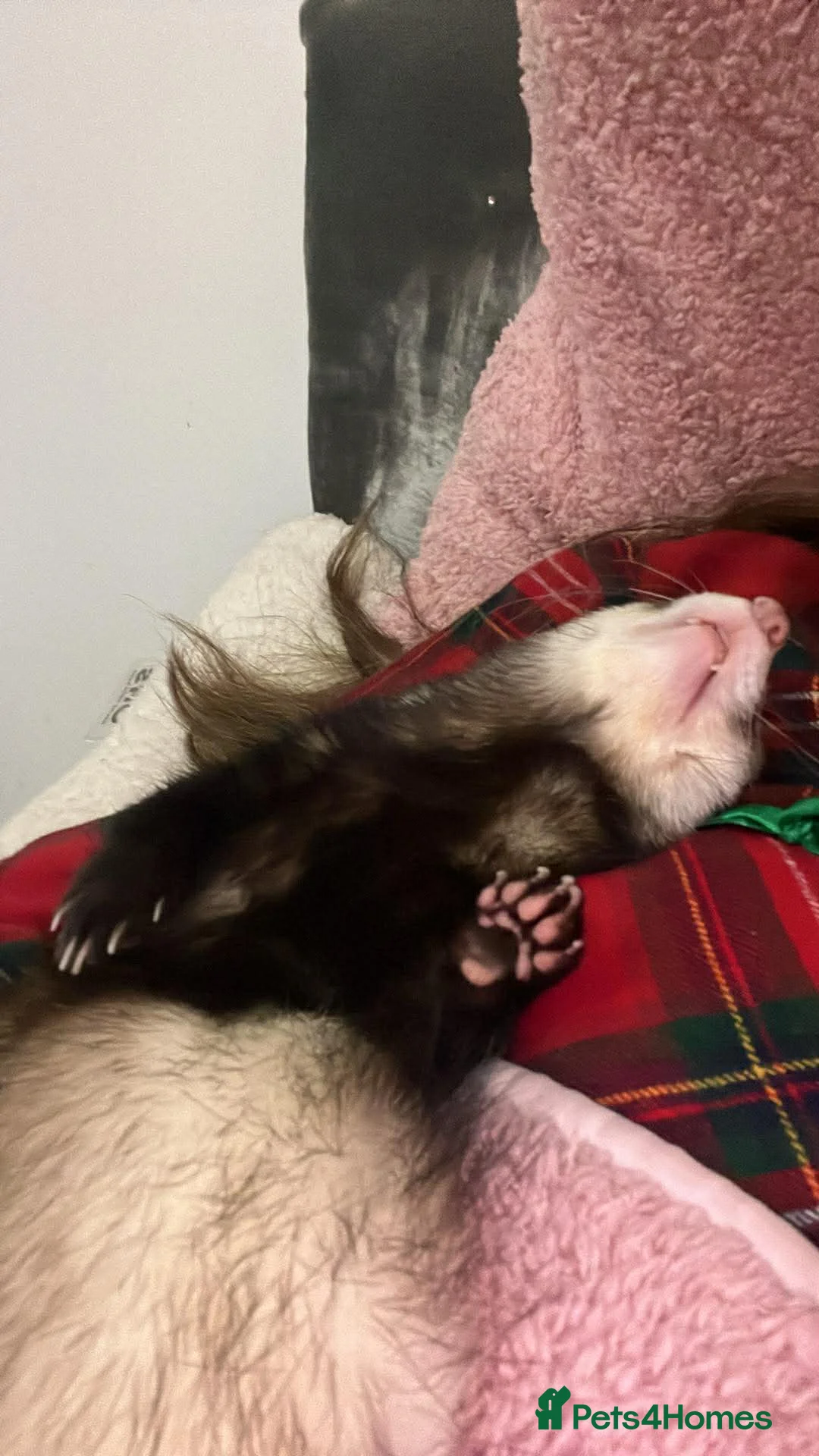 Ferret rodents for sale: Two girls  - Advert 2