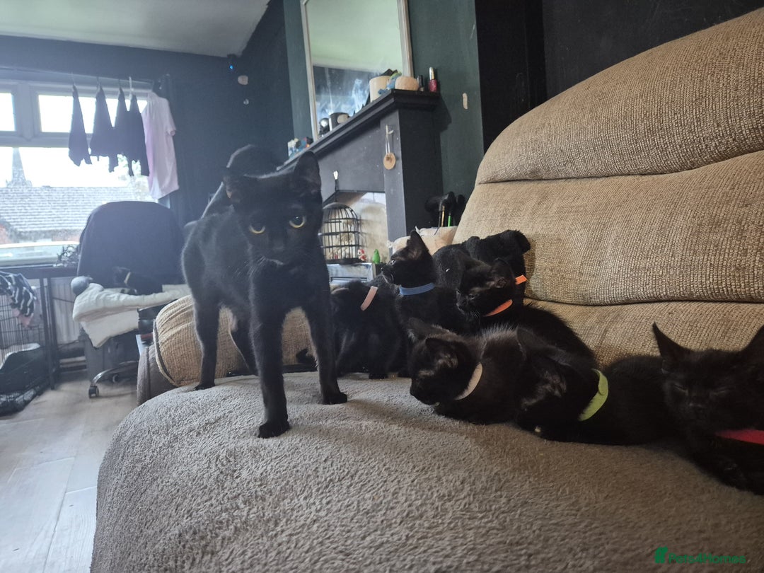 Mixed Breed cats for sale: Adorable black kittens for sale  - Image 8