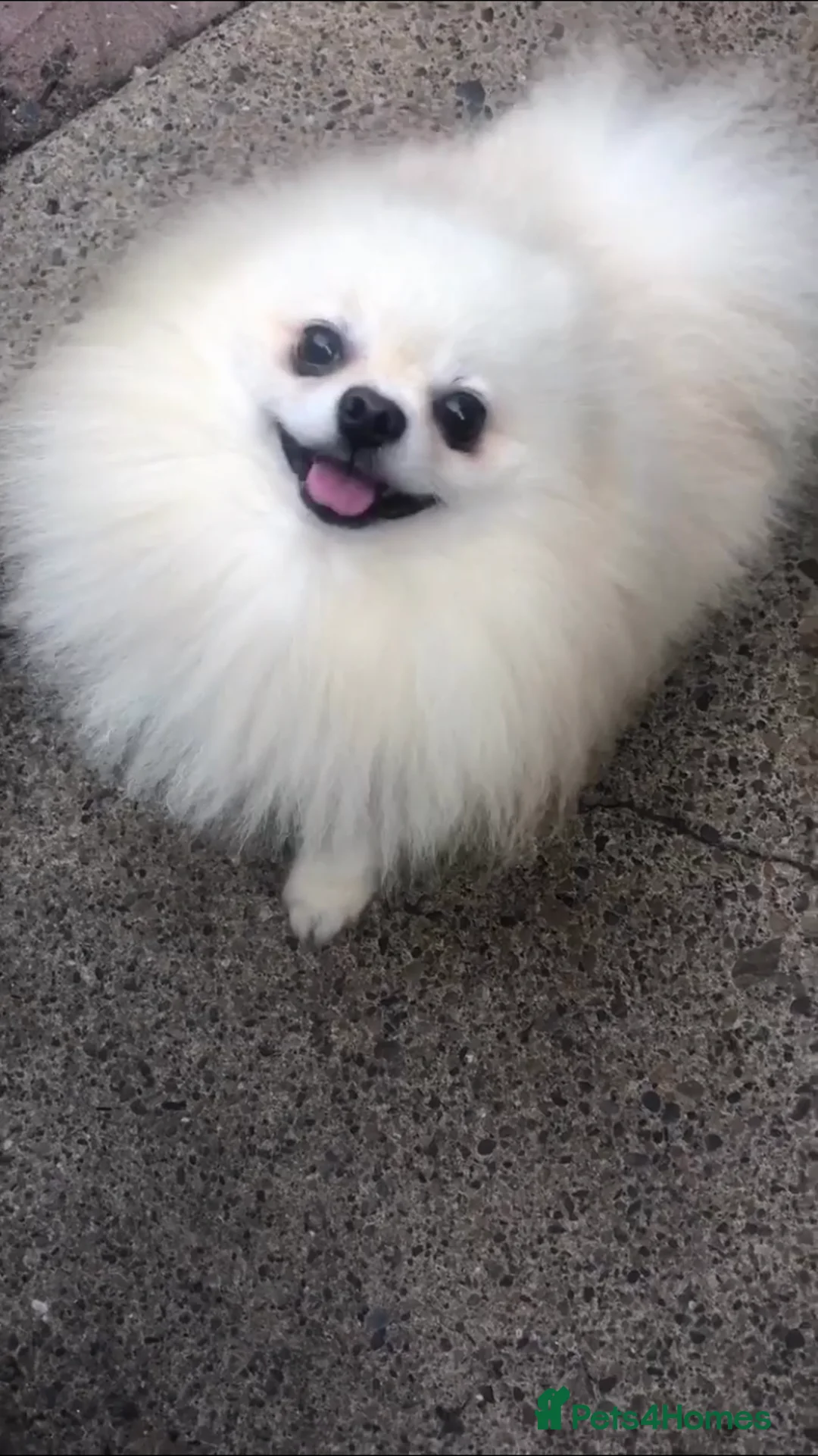 Pomeranian dogs for stud: 1.9kg tiny Proven Ukraine import stud kc reg  in Ferryhill - Advert 11