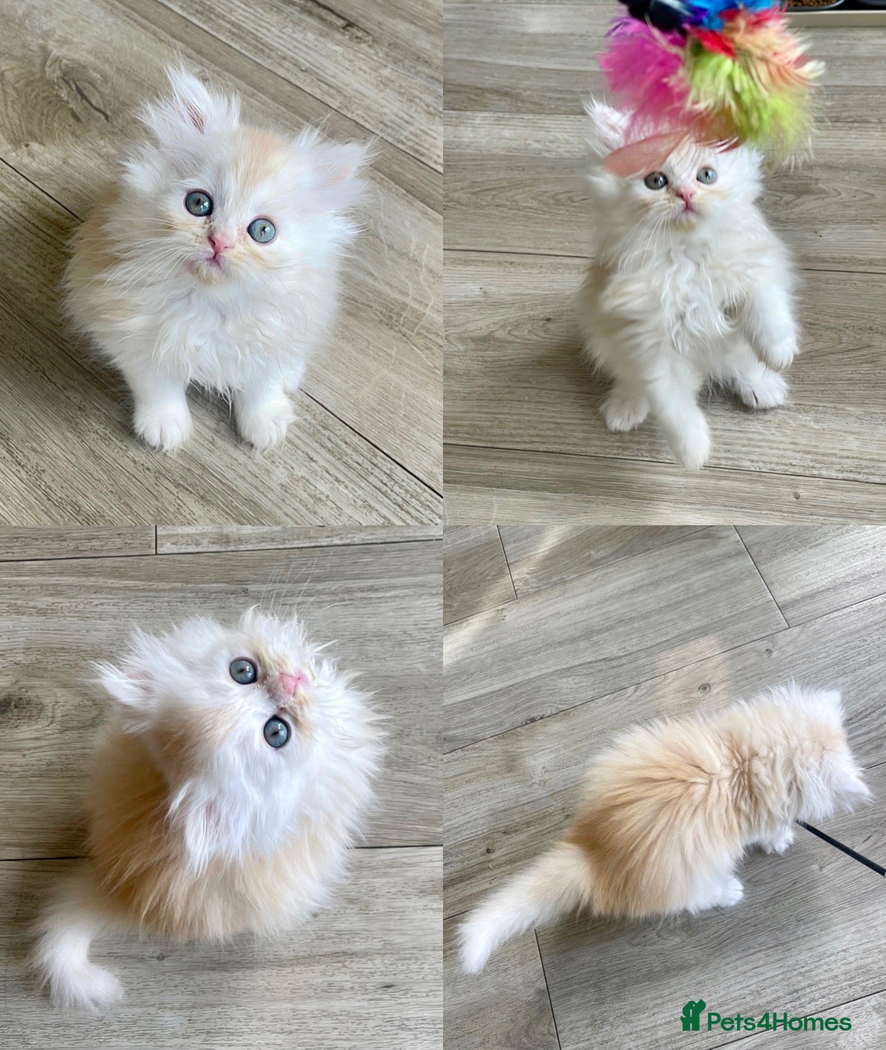 Persian cats Persian Chinchilla white golden - Advert 2
