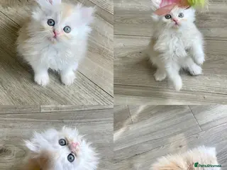 Persian cats Persian Chinchilla white golden - Advert 2