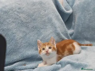 Mixed Breed cats Beautiful Kittens Videos - Advert 18