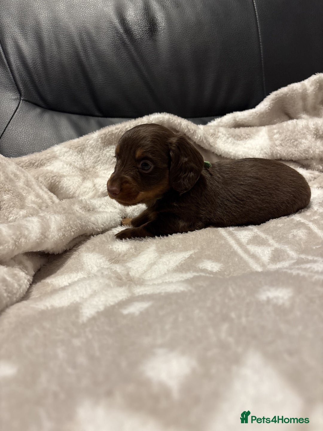 Miniature Dachshund dogs for sale: Miniature Dachshund Puppies Chocolate and Tan KC - Advert 11