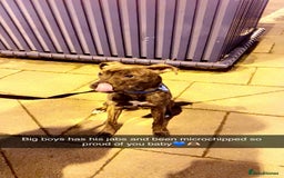 Mixed Breed dogs for sale: Mastiff cross Staffy called Dave🩵 - Image 4