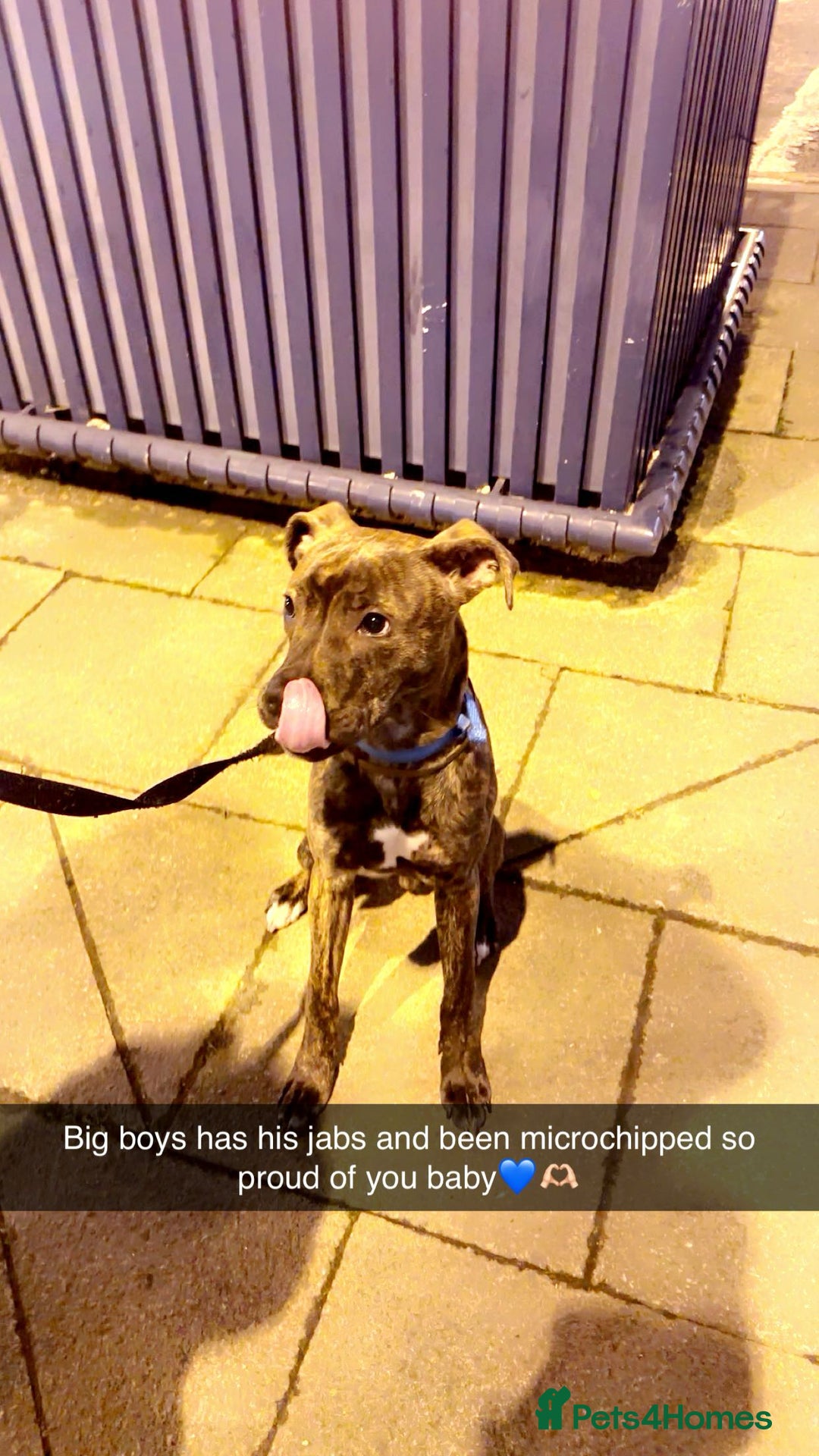 Mixed Breed dogs for sale: Mastiff cross Staffy called Dave🩵 - Image 4