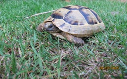 Tortoise reptiles for sale: Tortoise Spur-thigh (Ibera) Juvenile - Image 2