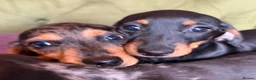 Miniature Dachshund dogs for sale: Mini sausage dogs. Family bred/health checked  - Advert 18