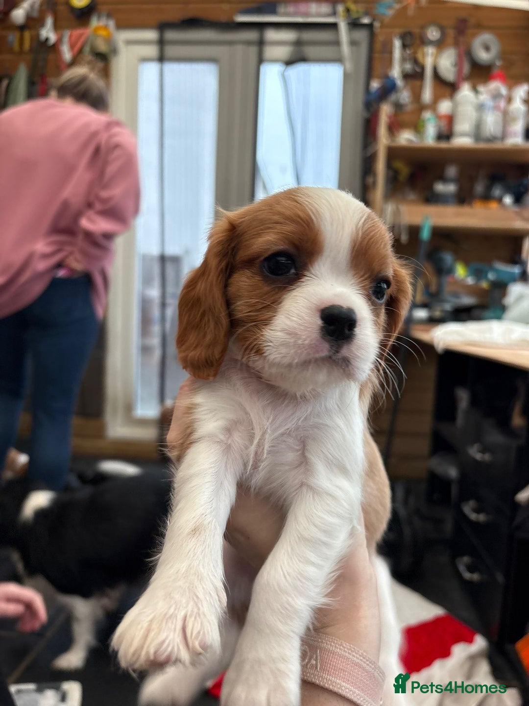 Cavalier King Charles Spaniel dogs for sale: Cavalier king charles puppies  - Advert 5