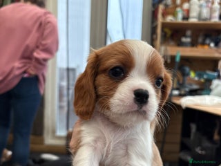 Cavalier King Charles Spaniel dogs Cavalier king charles puppies - Advert 8
