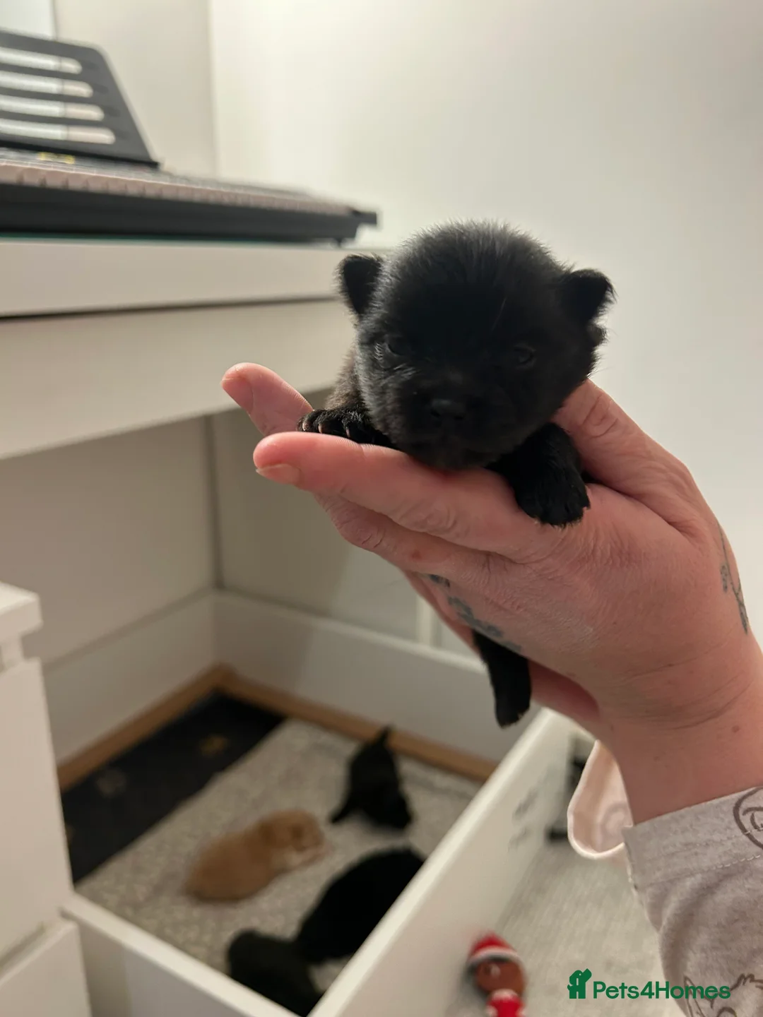 Pomeranian dogs for sale: Beautiful full Pomeranian  - Advert 13