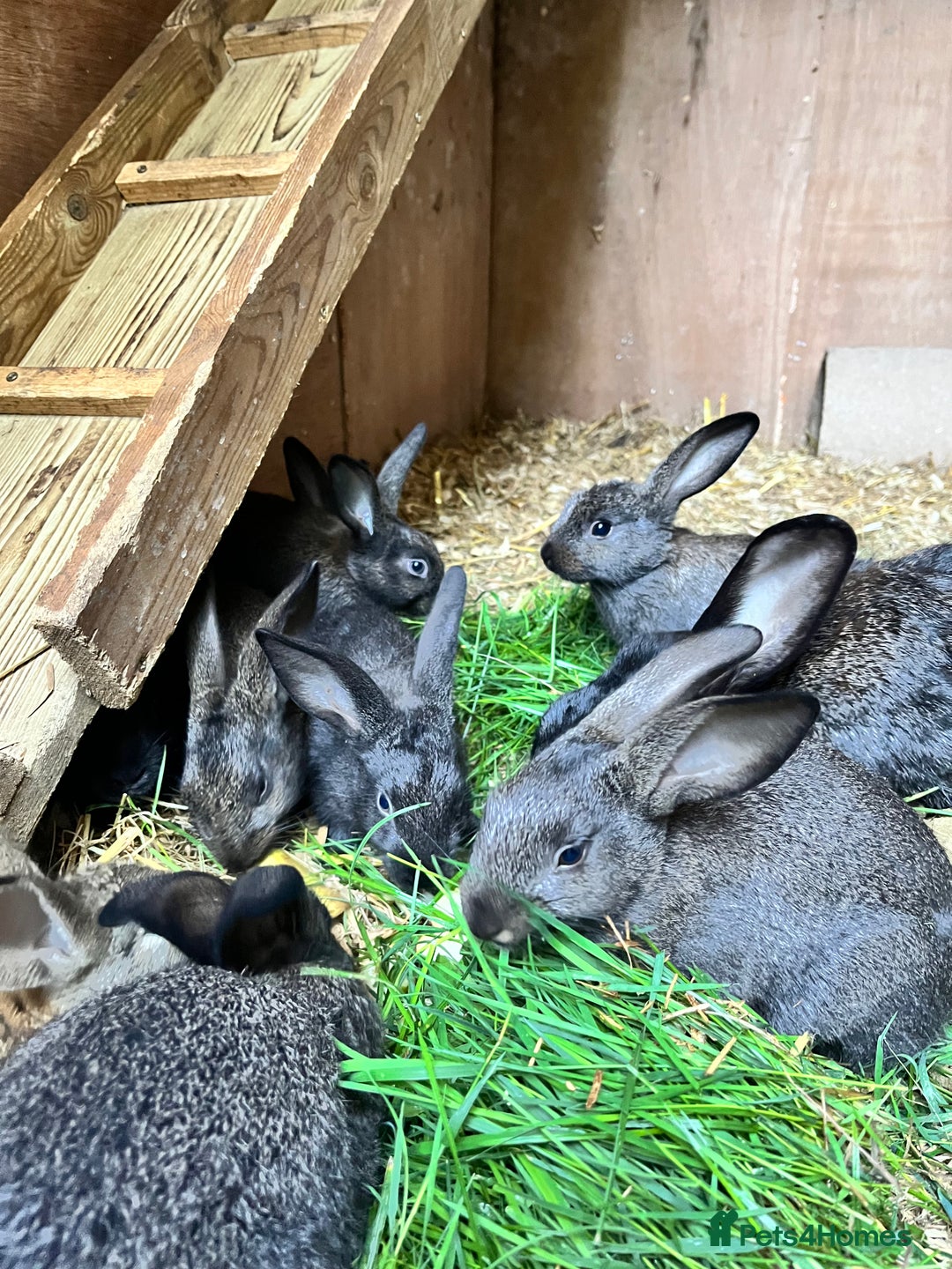 Mixed Breed rabbits for sale: Lovely rabbits well handled - Image 1