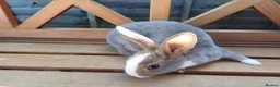 Rex rabbits for sale: Beautiful blue eyed mini rex looking for new home in Kidderminster - Advert 11