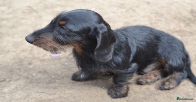 Miniature Dachshund dogs - Advert 7