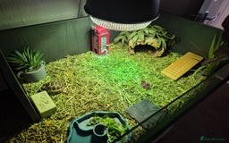 Tortoise reptiles for sale: Horsefield tortoise  - Image 4