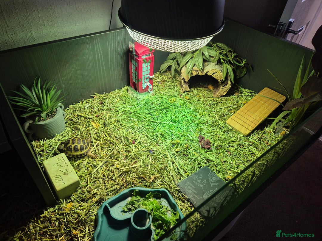 Tortoise reptiles for sale: Horsefield tortoise  - Image 4
