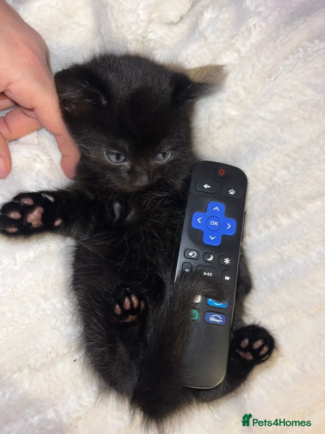 Mixed Breed cats for sale: Beautiful kittens ❤️ - Advert 4