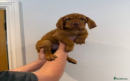 Hungarian Vizsla dogs for sale: KC regarding Hungarian Vizsla puppies - Image 36