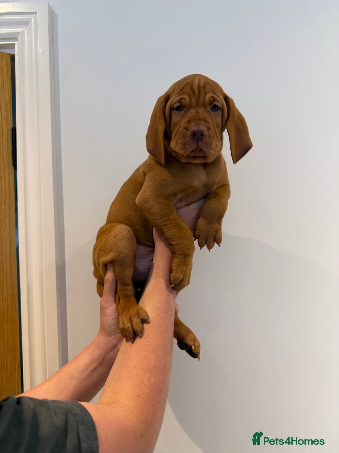 Hungarian Vizsla dogs for sale: KC regarding Hungarian Vizsla puppies - Image 36