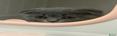 Scottish Fold Kitten 3 (girl folded ears) 