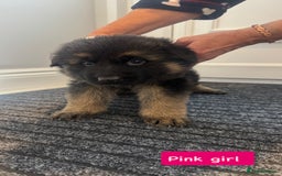 German Shepherd dogs for sale: Long haired German Shepherd puppies - Image 3