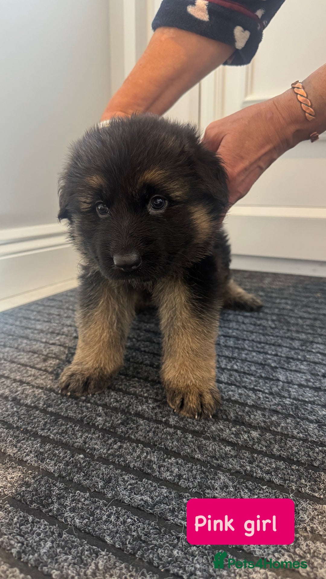 German Shepherd dogs for sale: Long haired German Shepherd puppies - Image 3