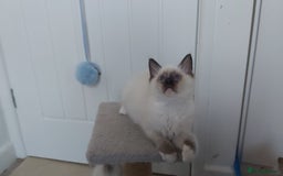 Ragdoll cats for sale: RAGDOLL SEAL POINT BLUE EYES READY NOW! - Image 7