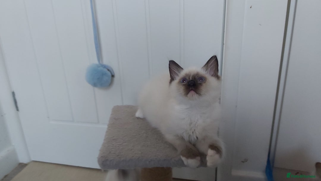 Ragdoll cats for sale: RAGDOLL SEAL POINT BLUE EYES READY NOW! - Image 7