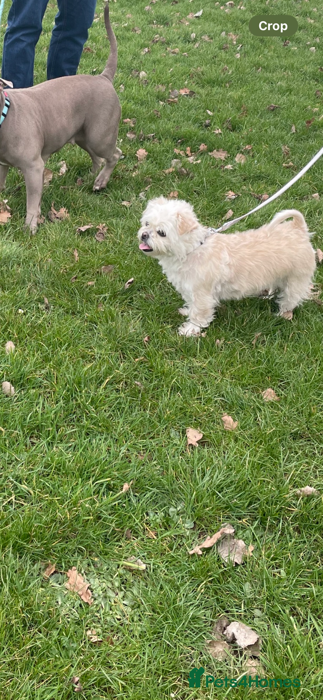 Mixed Breed dogs for sale: ShiChi for Rehome - Image 2
