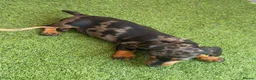 Miniature Dachshund dogs for sale: ⭐️Reduced⭐️6 beautiful miniature dachshund  - Advert 17