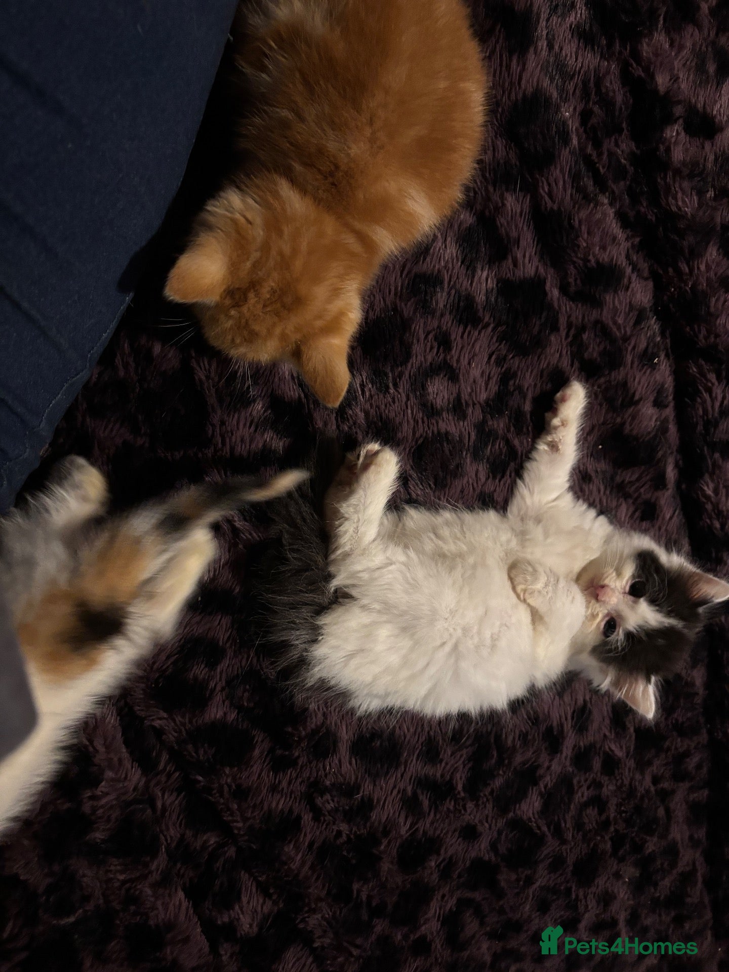 Mixed Breed cats for sale: Fluffy kittens ready now 8 weeks old - Advert 1