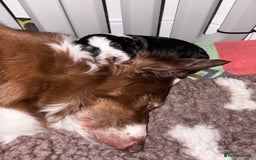 Bordoodle dogs for sale: Bordoodle Pups - Image 29