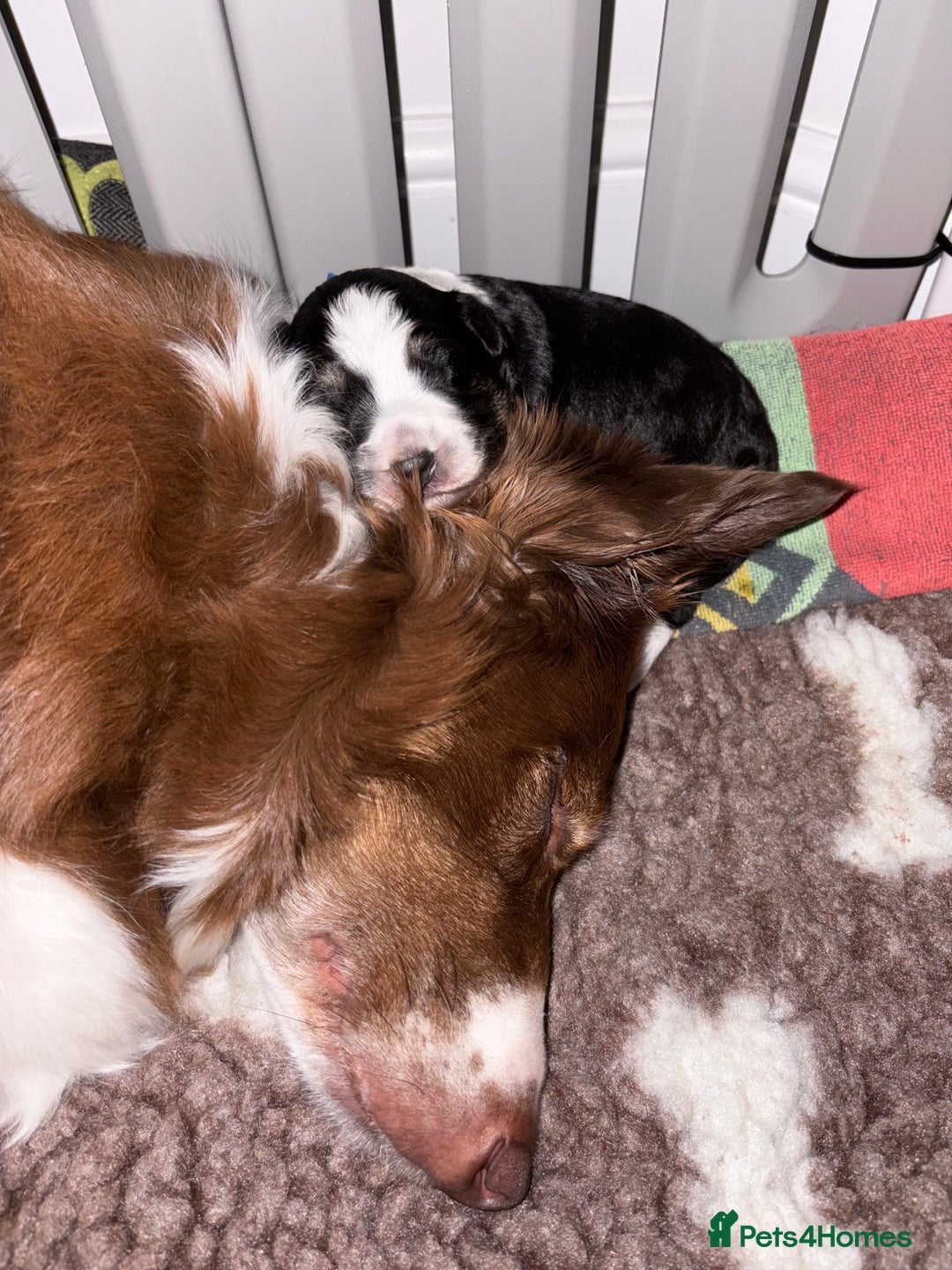 Bordoodle dogs for sale: Bordoodle Pups - Image 29