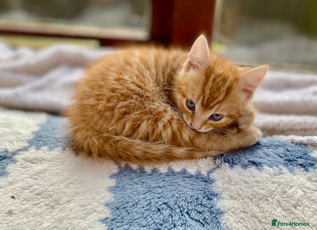 Mixed Breed cats for sale: Gorgeous Ginger And Tortoiseshell Female Kittens - Advert 3