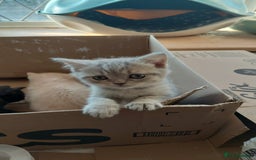 British Shorthair cats for sale: Beautiful pedigree british shorthair kittens - Image 3