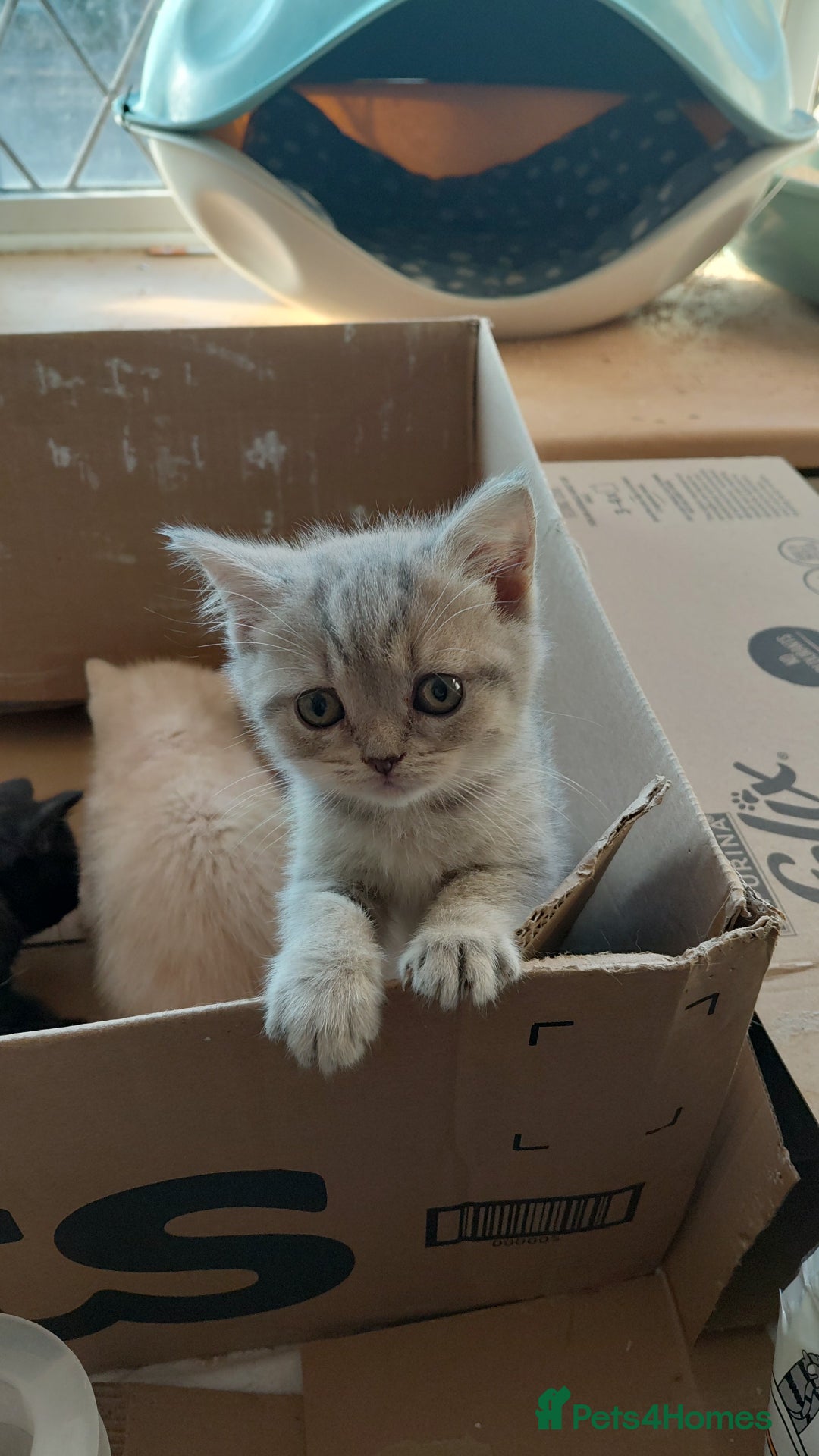 British Shorthair cats for sale: Beautiful pedigree british shorthair kittens - Image 3