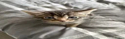 Mixed Breed cats for sale: Kittens for sale in Alfreton - Advert 8