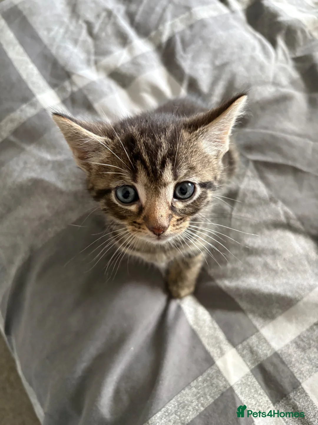 Mixed Breed cats for sale: Kittens for sale in Alfreton - Advert 8