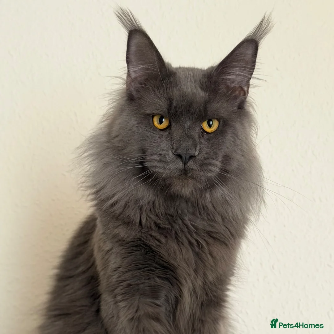 Maine Coon cats for stud: TICA Registered Active - Blue Smoke - Advert 2
